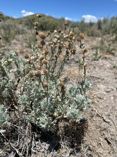 Artemisia papposa, photographed by Matt Berger