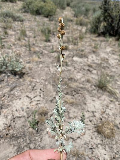 Artemisia papposa, photographed by Matt Berger