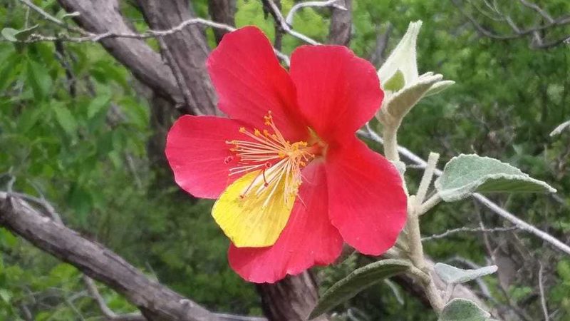 Hibiscus longifilus, photographed by Eugenio Padilla
