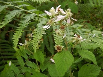 Rubus hylocharis, photographed by pete_gateley