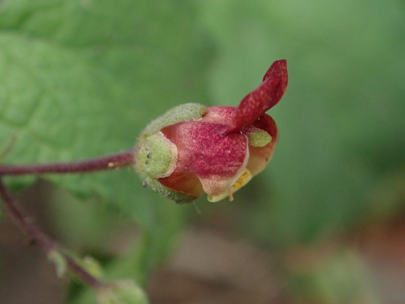 Scrophularia scorodonia, photographed by Daniel Cahen