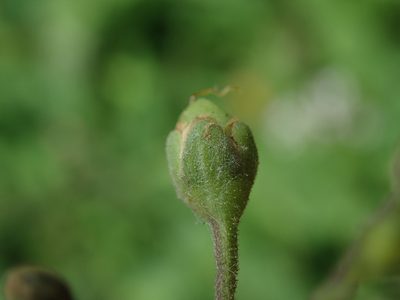 Scrophularia scorodonia, photographed by Daniel Cahen