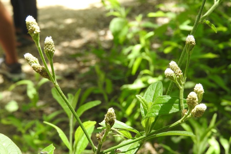 Isocarpha oppositifolia, photographed by Sebastián de Jesús Herrera Buenfil