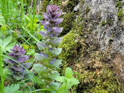 Ajuga pyramidalis, photographed by Elias