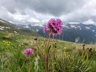 Viscaria alpina, photographed by Elias