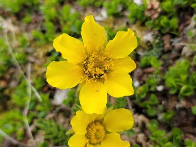 Geum reptans, photographed by Elias