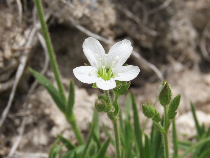 Mcneillia graminifolia, photographed by Emanuele Santarelli