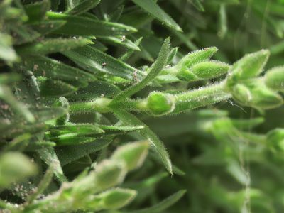 Mcneillia graminifolia, photographed by Emanuele Santarelli