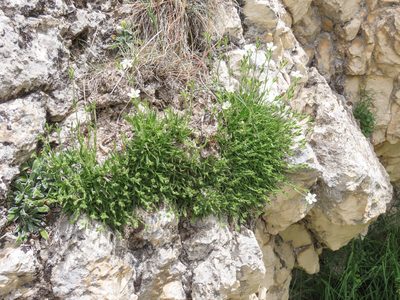 Mcneillia graminifolia, photographed by Emanuele Santarelli