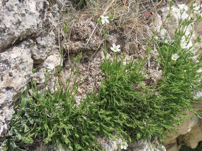 Mcneillia graminifolia, photographed by Emanuele Santarelli