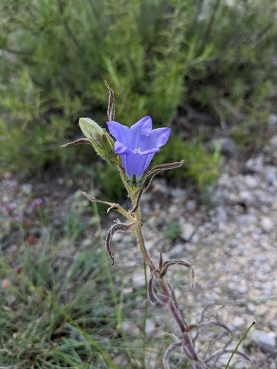 Campanula speciosa, photographed by Denis Bastianelli