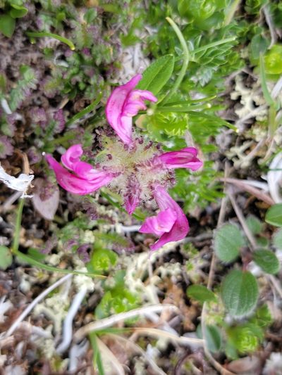 Pedicularis asplenifolia, photographed by Elias