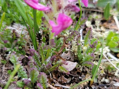 Pedicularis asplenifolia, photographed by Elias