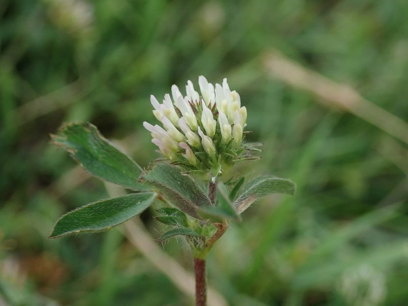 Trifolium squamosum, photographed by Daniel Cahen