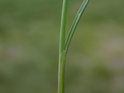 Juncus gerardi, photographed by Daniel Cahen