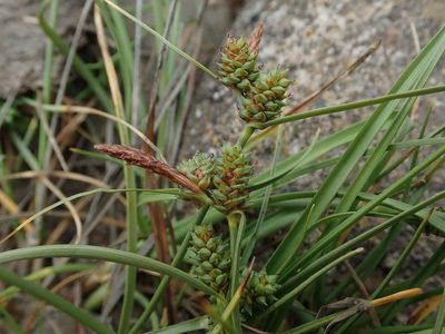 Carex extensa, photographed by Daniel Cahen