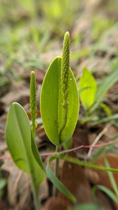 Malaxis streptopetala, photographed by IA braham