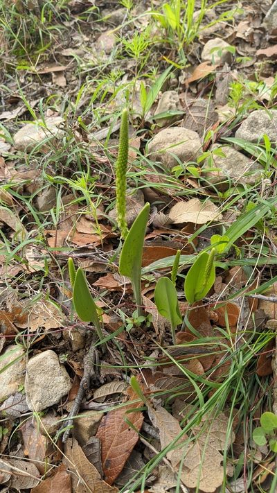 Malaxis streptopetala, photographed by IA braham