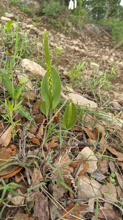 Malaxis streptopetala, photographed by IA braham