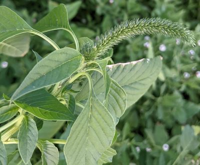 Amaranthus palmeri, photographed by mattmsa