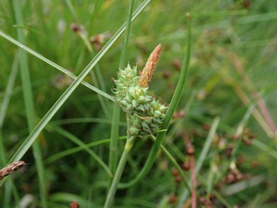 Carex extensa, photographed by Daniel Cahen