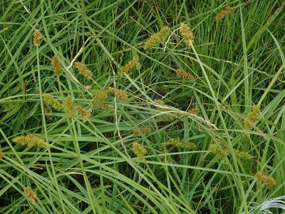 Carex otrubae, photographed by Daniel Cahen