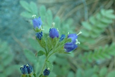 Polemonium californicum, photographed by Steve Woodward