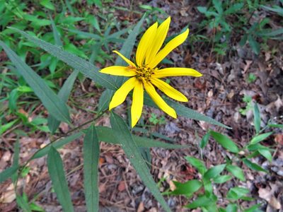Helianthus hirsutus, photographed by Annika Lindqvist