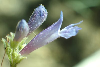 Penstemon gracilentus, photographed by Steve Woodward