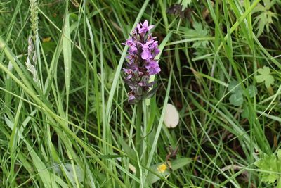 Dactylorhiza majalis, photographed by Charlie Farrell