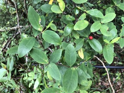 Wikstroemia taiwanensis, photographed by Cheng-Tao Lin
