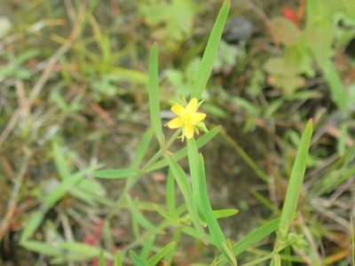 Hypericum canadense, photographed by Lynn Harper