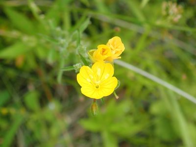 Oenothera perennis, photographed by Lynn Harper