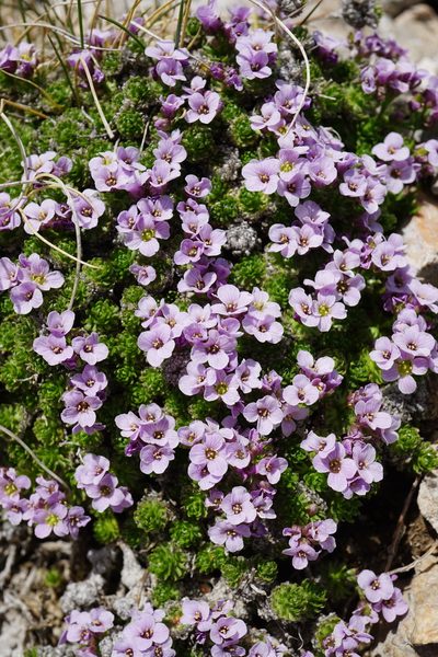 Petrocallis pyrenaica, photographed by Patrick Hacker