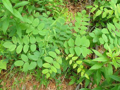 Robinia hispida, photographed by Lynn Harper