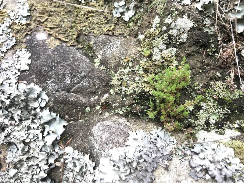 Crassula mataikona, photographed by Tim Park