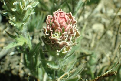Castilleja pilosa, photographed by Steve Woodward