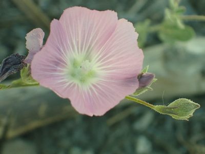 Sidalcea glaucescens, photographed by Steve Woodward