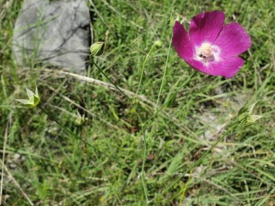 Callirhoe pedata, photographed by Jody Shugart