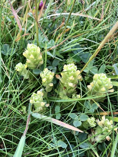 Castilleja ambigua, photographed by Judi Sanders