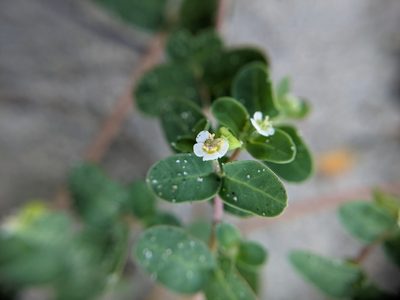 Euphorbia cordifolia, photographed by Cleveland Powell
