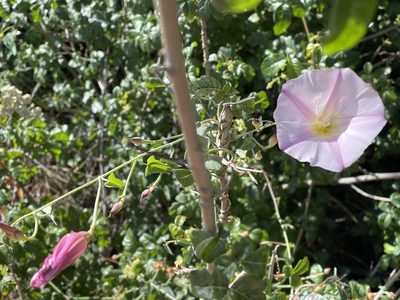 Calystegia purpurata, photographed by Leah Gardner