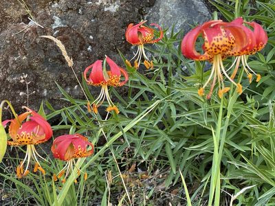 Lilium pardalinum, photographed by Leah Gardner