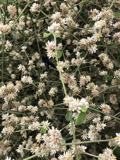 Alternanthera halimifolia, photographed by Antonio W. Salas