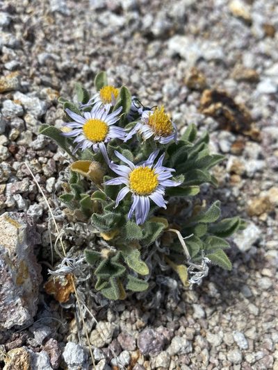 Erigeron latus, photographed by Matt Berger