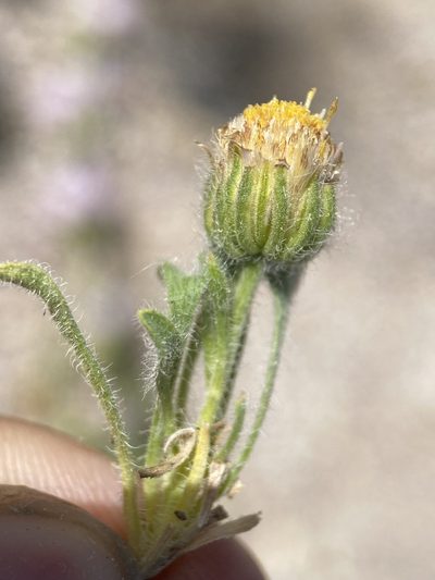 Erigeron latus, photographed by Matt Berger