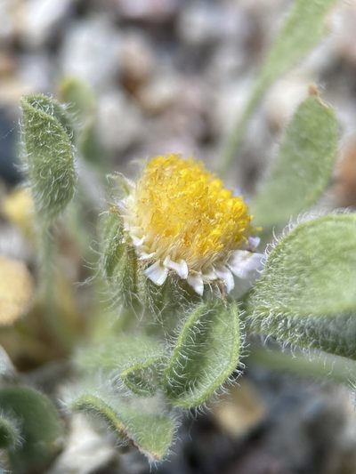 Erigeron latus, photographed by Matt Berger