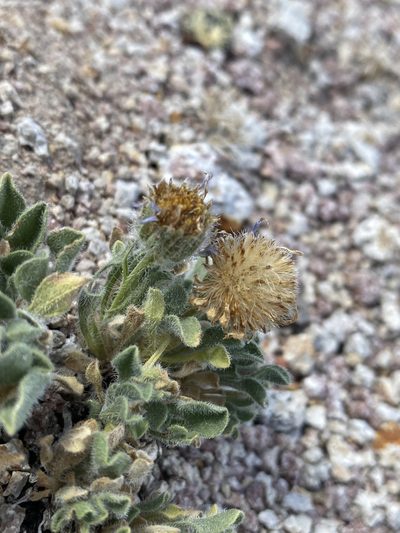 Erigeron latus, photographed by Matt Berger