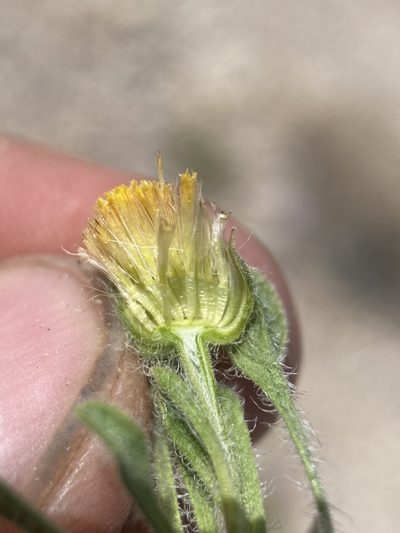 Erigeron latus, photographed by Matt Berger