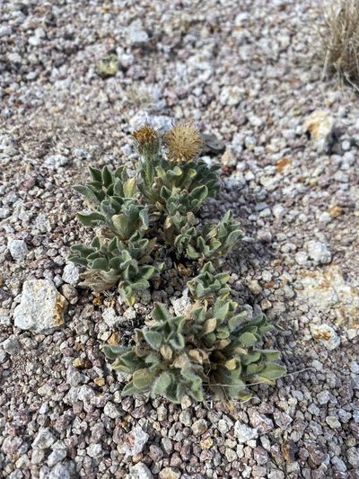 Erigeron latus, photographed by Matt Berger